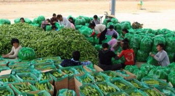 圖 廣州哪里有新鮮準(zhǔn)時的有機蔬菜配送公司 廣州生活配送