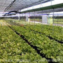 壽光永強(qiáng)大棚保溫被廠(chǎng) 守護(hù)冬日里的蔬菜“溫暖家園”